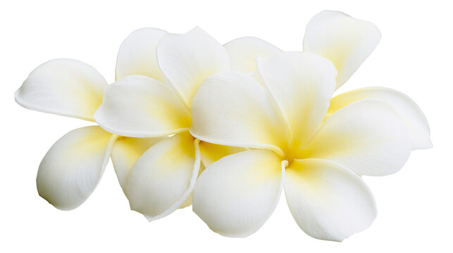 Delicate white plumeria flowers with yellow centers, isolated on transparent background