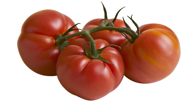 Cluster of ripe red tomatoes on the vine, isolated on transparent background