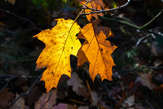 Backlit golden leaves of northern red oak, a non-native tree species in European woodland, glowing against a dark autumn forest background.