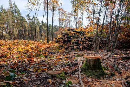 Fresh tree stump and stacked logs in a woodland clearing after invasive trees were removed to restore native forest habitat.