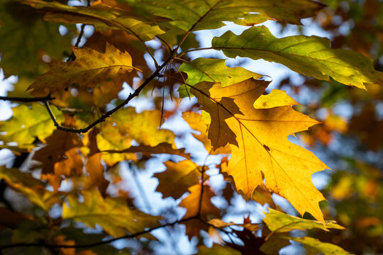 Sunlight illuminating yellow, orange and green leaves of northern red oak, a non-native tree species in European woodland.