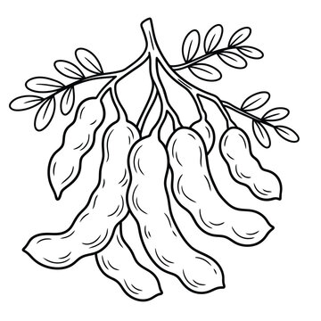 fresh tamarind pods spice line art vector illustration