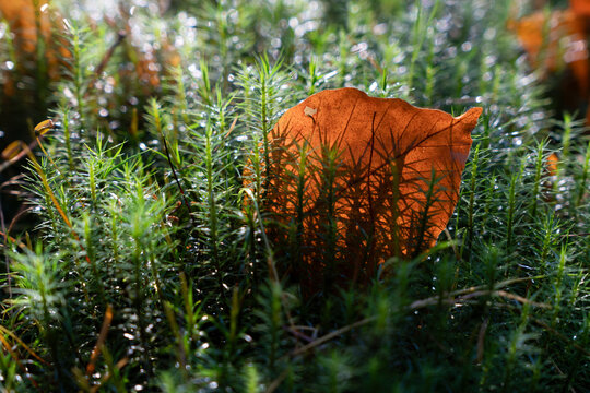 Backlit orange brown autumn leaf standing upright among vibrant green moss, creating a striking natural contrast on the forest floor.