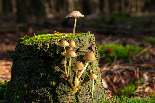 Cluster of delicate bonnet mushrooms growing on a moss-covered tree stump in warm sunlight on an autumn forest floor.