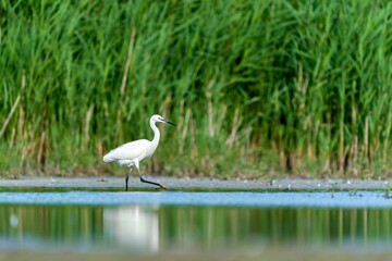 Obraz premium A Little egret looks for food in a pond. Egretta garzetta. A Little egret in the nature habitat. 
