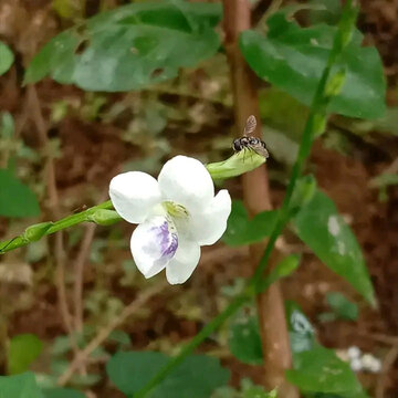 White Flower with Insect Detail in Natural Environment