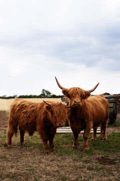 Adult Highland cattle grazing peacefully in a rural meadow.