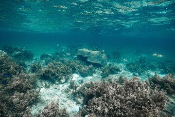 Tropical Coral Reef with Sergeant Major Fish Under Clear Water © Satoshi