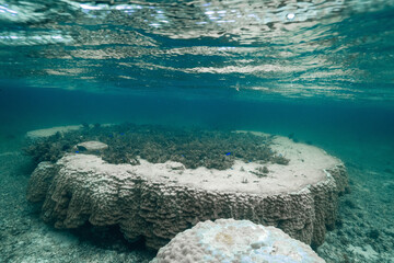School of Sergeant Major Fish in a Tropical Lagoon © Satoshi