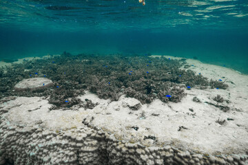 Coral Reef Ecosystem with Colorful Tropical Fish © Satoshi