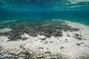 Underwater Seascape Featuring Sergeant Major Fish © Satoshi