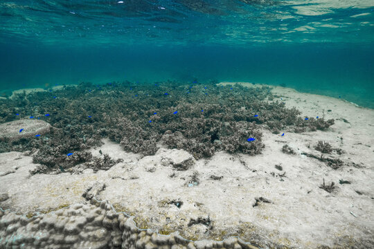 Underwater Seascape Featuring Sergeant Major Fish