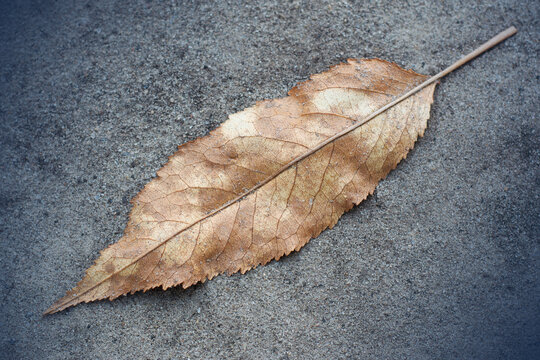 Single fallen cherry leaf on sandy ground &ndash; early autumn nature background
