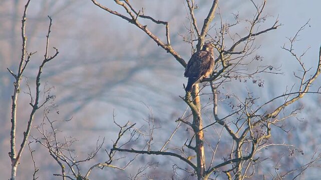 Common Buzzard Observing Surroundings at Forest Edge in Winter Sunrise Light, Wildlife Bird of Prey in 4K