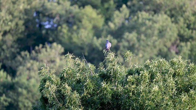 Wood pigeon observing perched on an European ash in summer. Columba palumbus, Fraxinus excelsior, Indre-et-Loire 37, r&eacute;gion Centre-Val de Loire, France, European Union, Europe