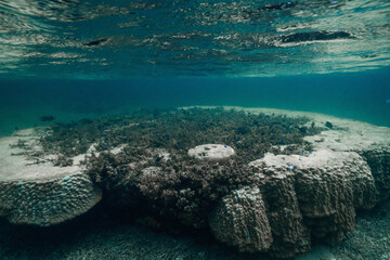 Reef Flat Under Clear Tropical Water © Satoshi