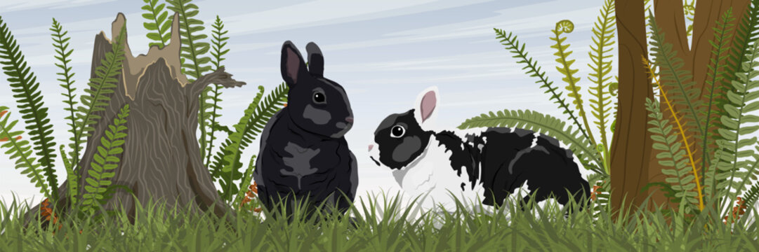 Two European rabbits Oryctolagus cuniculus sitting in green grass among ferns in a wide panoramic forest landscape vector