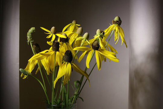 Floral background with yellow ratibida
