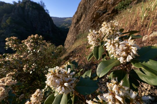 Native Yerba Santa in Bloom on a Sunlit Hillside Overlooking Napa Valley