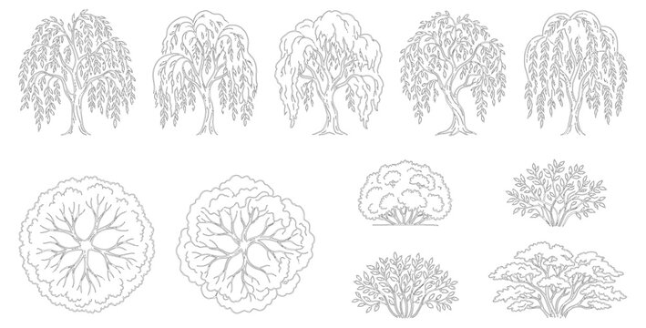 Minimalist willow tree line art collection, 11 botanical vector elements, weeping willow sketches and top view garden shrubs for landscape design