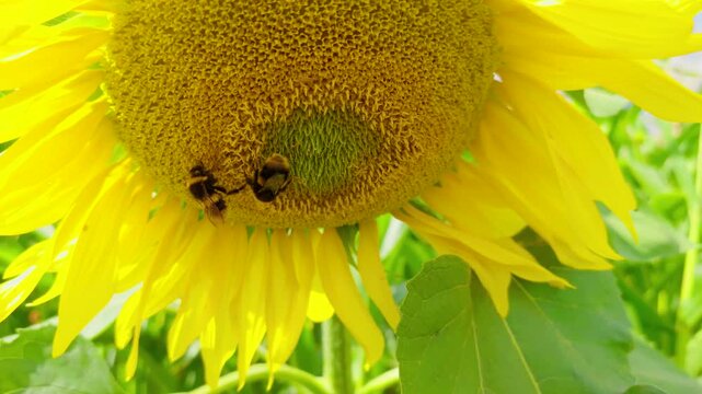 Pollinating insects on sunflower bloom. Two bumblebees across bright yellow flower disk with fresh petals and green leaves in cultivated field. Flowering agricultural crop attracting beneficial