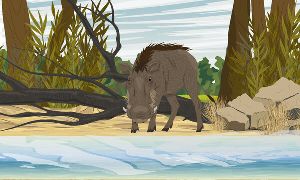 Common warthog Phacochoerus africanus standing on a sandy riverbank near a fallen tree vector