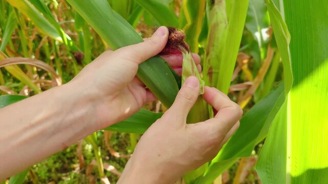 Corn cob maturity inspection in field. Agronomist hands checking corn ear beneath green husk during crop monitoring in agricultural plantation. Maize harvest readiness quality control and sustainable