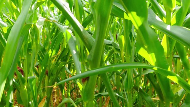Dense corn plantation with green maize stalks. Lush crop rows filling cultivated farmland during growing season with natural light between tall plants. Modern agriculture cereal production and rural