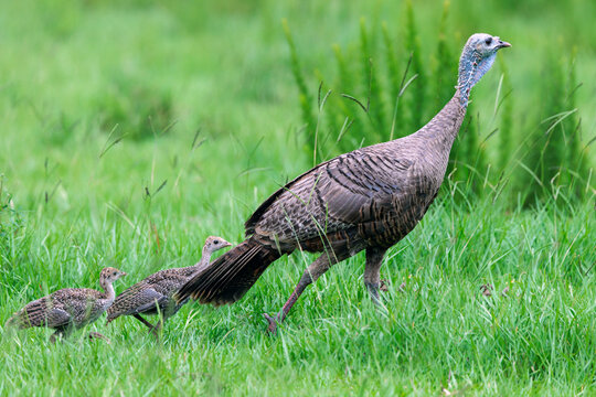 A female wild turkey (Meleagris gallopavo) with two of her offspring in a field on Florida's Lake Wales Ridge.