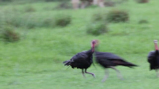 Wild turkeys (Meleagris gallopavo) appear to be frolicking in the rain in southwest Florida
