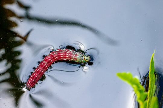 A beautiful pink and green caterpillar in a flooded meadow at Lake Placid Wildlife Environmental Area Royce Tract, Florida