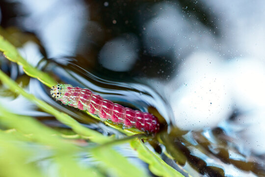 A beautiful pink and green caterpillar in a flooded meadow at Lake Placid Wildlife Environmental Area Royce Tract, Florida