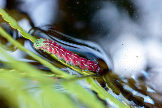 A beautiful pink and green caterpillar in a flooded meadow at Lake Placid Wildlife Environmental Area Royce Tract, Florida