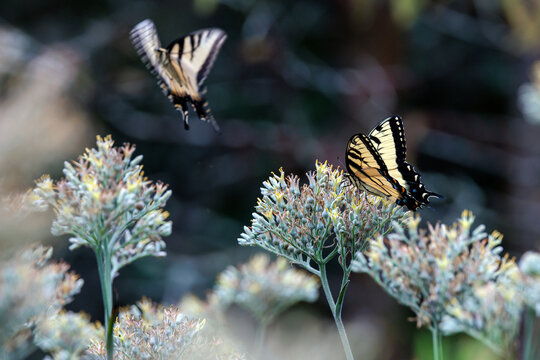 Beautiful butterflies, likely tiger swallowtails (Papilio glaucus) in central Florida at Lake Placid Wildlife Environmental Area, Royce Tract.