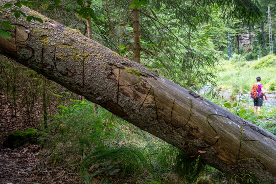 Bierpause, Gravur in einem Baumstamm auf dem Fl&ouml;&szlig;ersteig im Kirnitzschtal in der S&auml;chsischen Schweiz