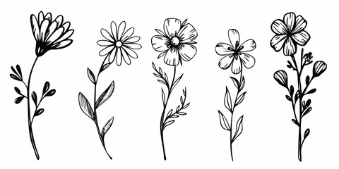 Obraz premium hand drawn wildflowers in black and white line art style flowers botanical hand drawn
