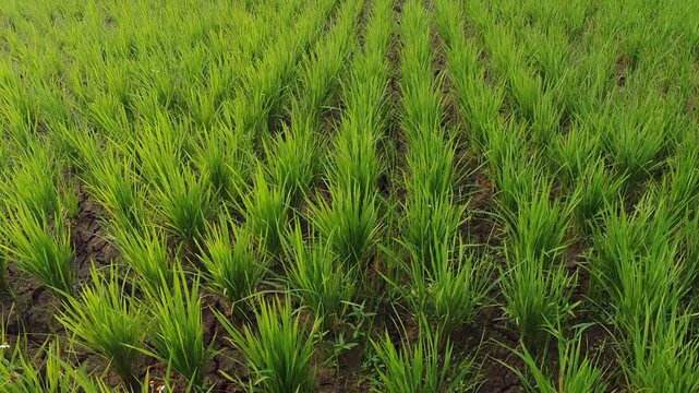 Slow motion Video of Rows of young green rice plants growing in muddy fields. Ferns and weeds dot the soil between crops. Farmers tend to the earth with careful hands. 4K Slo-mo footage