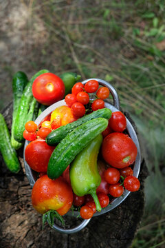 metal colander with wet ripe cucumbers and tomatoes close up in garden. Healthy useful organic vegetarian food, fresh vegetables. top view