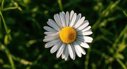 Fototapeta premium A single white daisy with a bright yellow center blooms in soft green grass