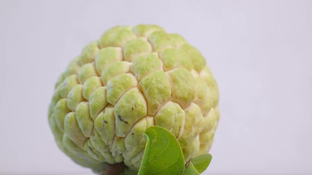 Fresh whole custard apple (sugar apple / sweetsop) slowly rotating in a seamless loop. Close-up shot highlighting the unique green textured skin and natural pattern	