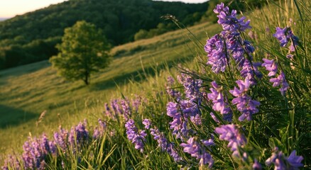 Obraz premium Purple wildflowers bloom on a sunlit grassy slope with a distant tree
