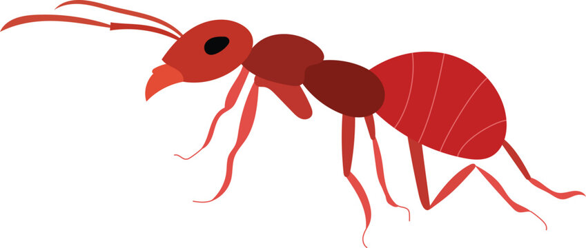 red ant vector