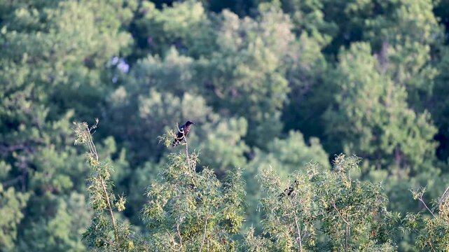 Couple of Carrion crows perched on an European ash one of which flies off to make the Wood pigeon leave. Corvus corone, Columba palumbus, Fraxinus excelsior, r&eacute;gion Centre, France, Europe