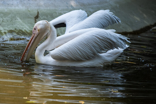 P&eacute;licans les ailes d&eacute;ploy&eacute;es