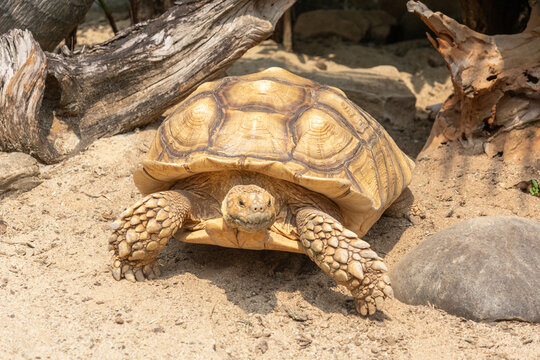 Red footed tortoise, a colorful terrestrial reptile