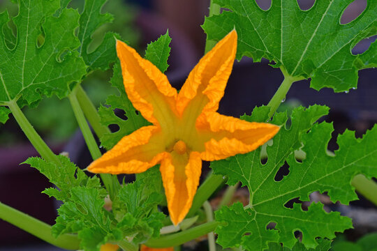 Zucchini growing plant with flower in a garden in summer in Germany