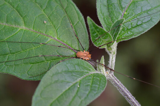 Canestrini's harvestman on a leaf of a chili plant