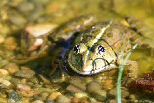  marsh frog in a pond in Germany