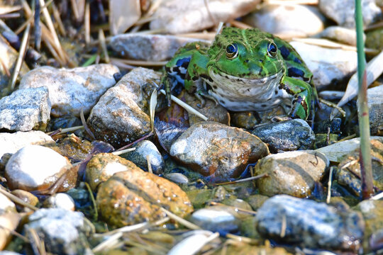  marsh frog in a pond in Germany