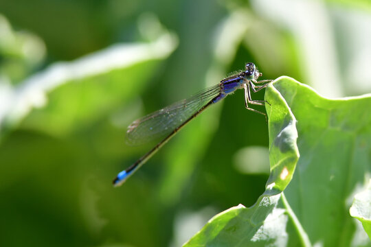 scarce blue damselfly on a cabbage leaf in summer in Germany
